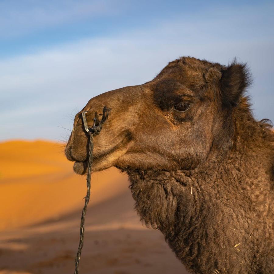 Authentic Desert Luxury Camp Merzouga Exteriör bild